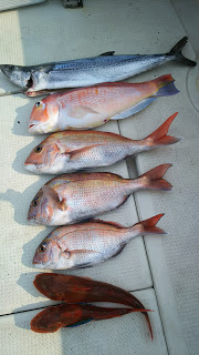 釣り舟　海竜 釣果