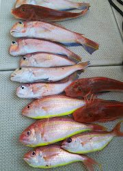 釣り舟 海竜 釣果