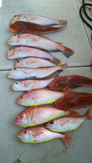 釣り舟　海竜 釣果