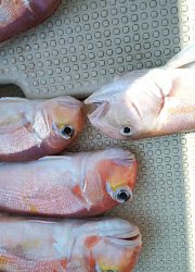 釣り舟 海竜 釣果