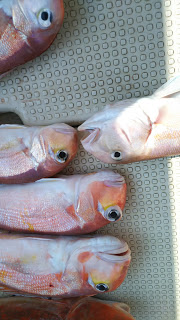 釣り舟　海竜 釣果