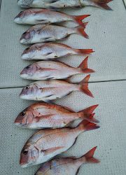 釣り舟 海竜 釣果