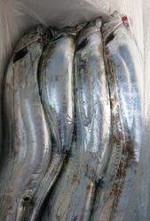 KONAYAーMARU(こなや丸) 釣果