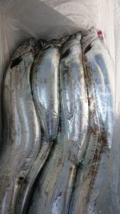 KONAYAーMARU(こなや丸) 釣果