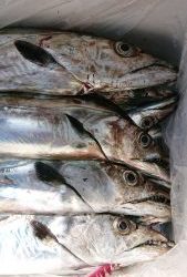 KONAYAーMARU(こなや丸) 釣果