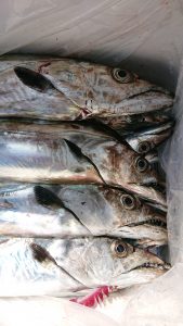 KONAYAーMARU(こなや丸) 釣果