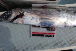 KONAYAーMARU(こなや丸) 釣果