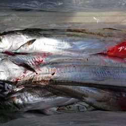 ＫＯＮＡＹＡｰＭＡＲＵ（こなや丸） 釣果