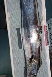 KONAYAーMARU(こなや丸) 釣果