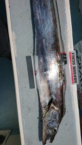 KONAYAーMARU(こなや丸) 釣果