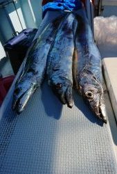 KONAYAーMARU(こなや丸) 釣果