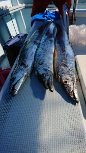 KONAYAーMARU(こなや丸) 釣果