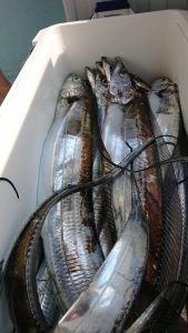 KONAYAーMARU(こなや丸) 釣果