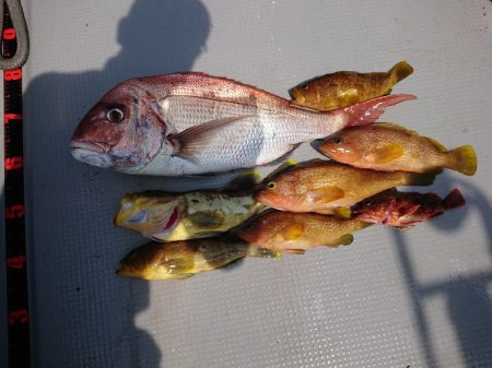 オーシャンズ　京都 釣果