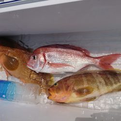 オーシャンズ　京都 釣果