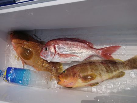 オーシャンズ　京都 釣果