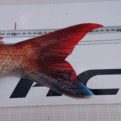 フィッシングボートACE(エース) 釣果