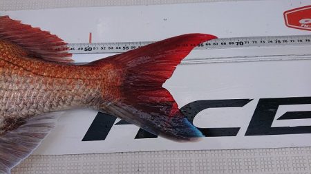 フィッシングボートACE(エース) 釣果