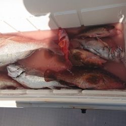 フィッシングボートACE(エース) 釣果