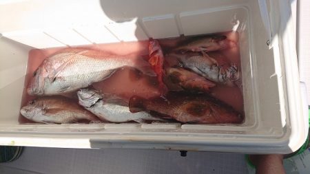 フィッシングボートACE(エース) 釣果