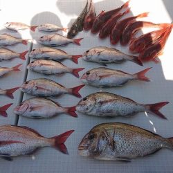 フィッシングボートACE(エース) 釣果