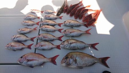 フィッシングボートACE(エース) 釣果