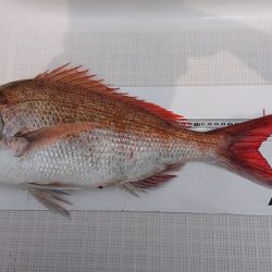 フィッシングボートACE(エース) 釣果