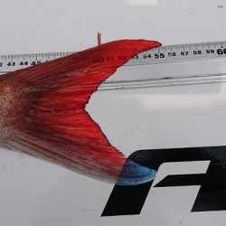 フィッシングボートACE(エース) 釣果