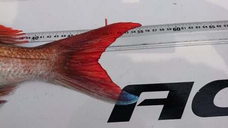 フィッシングボートACE(エース) 釣果