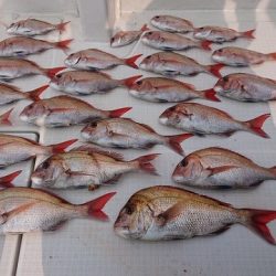 フィッシングボートACE(エース) 釣果