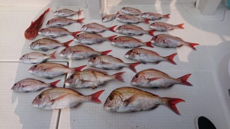 フィッシングボートACE(エース) 釣果