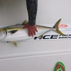 フィッシングボートACE(エース) 釣果