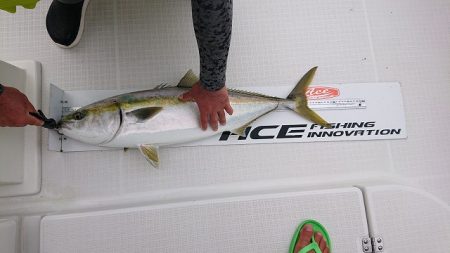 フィッシングボートACE(エース) 釣果