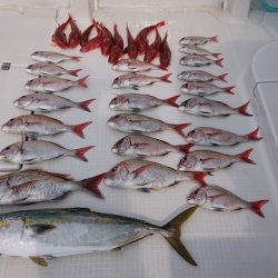 フィッシングボートACE(エース) 釣果