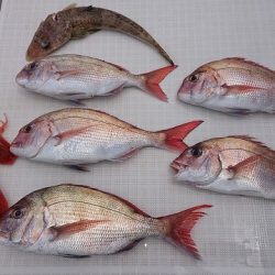 フィッシングボートACE（エース） 釣果