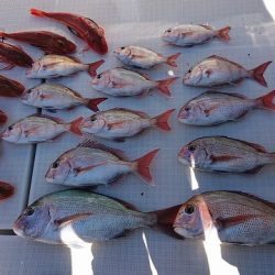 フィッシングボートACE(エース) 釣果