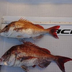 フィッシングボートACE(エース) 釣果