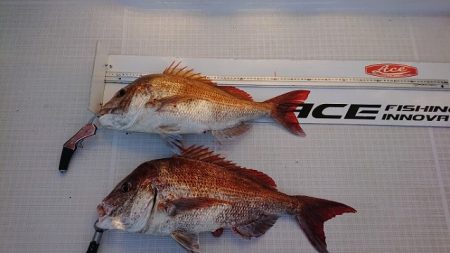 フィッシングボートACE(エース) 釣果