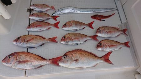 フィッシングボートACE(エース) 釣果