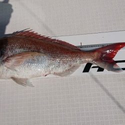 フィッシングボートACE(エース) 釣果