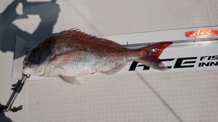 フィッシングボートACE(エース) 釣果