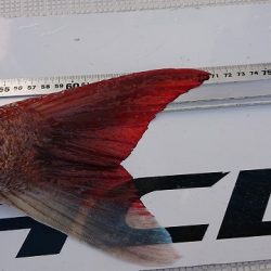 フィッシングボートACE(エース) 釣果