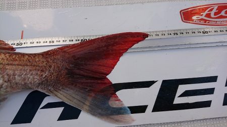 フィッシングボートACE(エース) 釣果