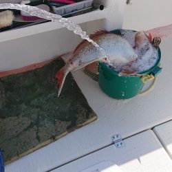 フィッシングボートACE(エース) 釣果