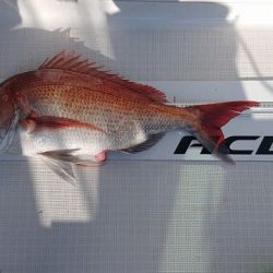 フィッシングボートACE(エース) 釣果