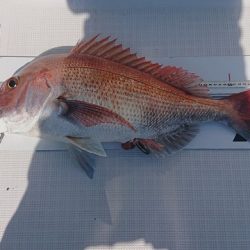 フィッシングボートACE(エース) 釣果