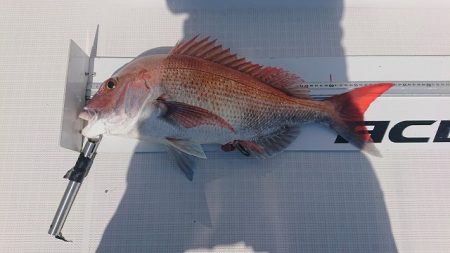 フィッシングボートACE(エース) 釣果