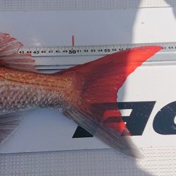 フィッシングボートACE(エース) 釣果