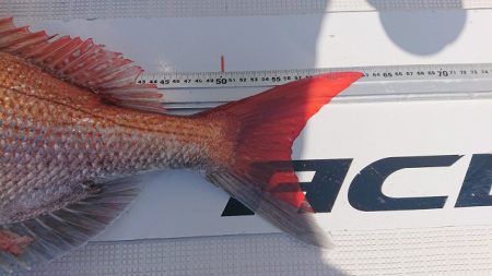 フィッシングボートACE(エース) 釣果