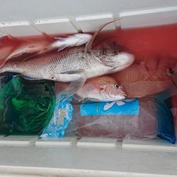 フィッシングボートACE(エース) 釣果